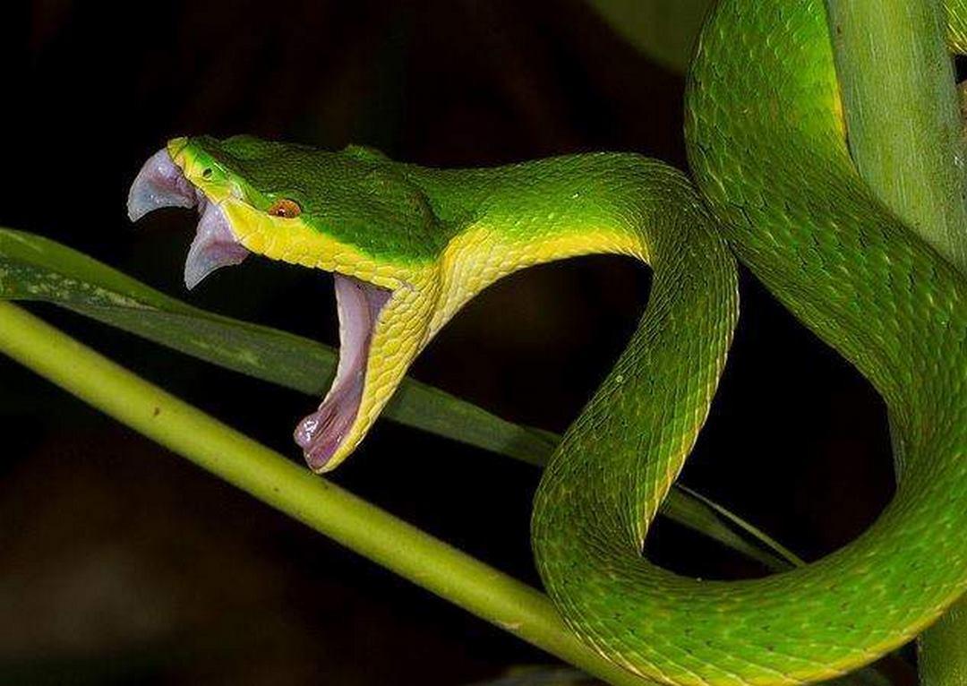 giải mã giấc mơ thấy rắn